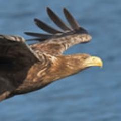 A virtual Group supporting ringing in your historic County for @__COO. Conserving species and their habitat through scientific study.