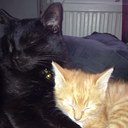 marlene pedersen - @marlenepeder4 - Twitter