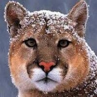 Reiki Sue (@animal_actions) Twitter profile photo
