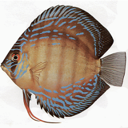 wfishbirdanimal's profile picture. 