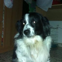 MariPaZP1968's profile picture. Soy Zapaterista, amo a los animales y estoy totalmente en contra de las corridas de toros y de cualquier actividad que dañe a un animal.