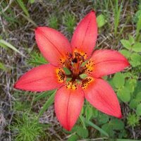 Lori B. (@asmidgeaskew) 's Twitter Profile