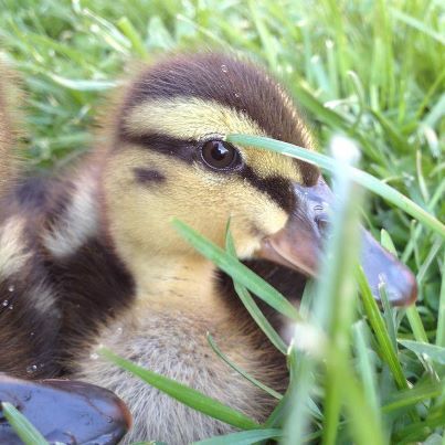 DuckDynasty1Fan's profile picture. Duck Dynasty's Number One Fan