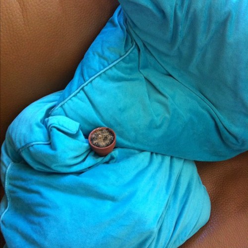 brendatansley's profile picture. 