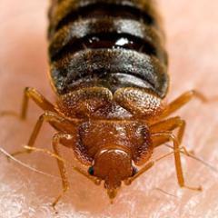 Bedbugs in the News