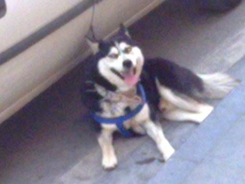 IIPaseidonII's profile picture. HAYVAN SEVERİM,PİZZA SEVERİM, ÖĞRENCİYİM