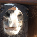 Pam Carey - @PamsPonyRides - Twitter