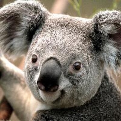 Profile Picture of Gandhi Joel Chong Go (@gandhi_go) on Twitter