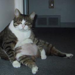 solecrocca's profile picture. Geek. Social media. Marketing. Sociedad. y mucha diversión!!!