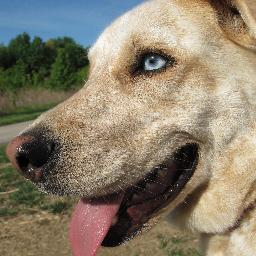 OliveThePups's profile picture. I'm a spoiled dog.