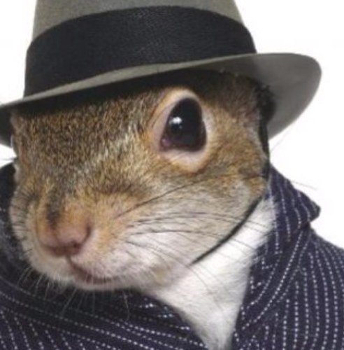 Doin squirrel shit. #inyourtrash #inyourhouse #longtail