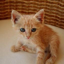 Mitad kneazle, mitad gato. Leo, hablo y escribo; deal with it. ALERTA: Soy macho.