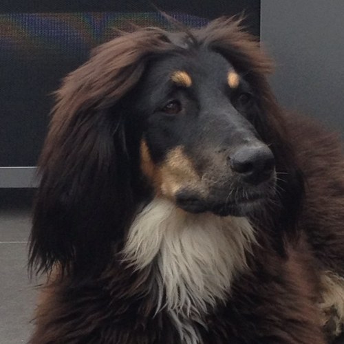 Ik ben een kruising Berner Sennen en Afghaanse Windhond! Ik heb een zusje @TaffyBoulab en woon in het Brabantse land bij de Daasjes. Voorheen @GuusjeBoulab