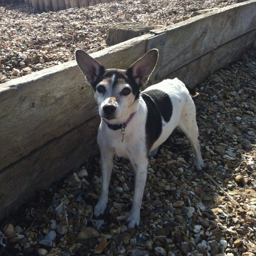 We provide Home Dog Boarding, Doggy Day Care and Dog Walking. Am also a Silversmith and @CraftByCaroline
