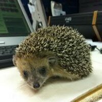 Ибрагимов Дмитрий (@diffit) 's Twitter Profile