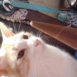 Hola soy un gatito soy la mascota de @sofinoodle y los quiero a todos, si me sigues te sigo
