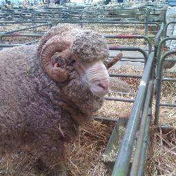 Carol-Ann Malouf, CEO, World Fed of Merino Breeders - 12 Merino breeding countries. 11 World Merino Conference - T.B.A. 2026.