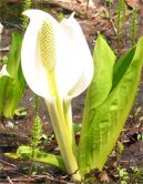 jiro_tyan's profile picture. 群馬県川場村在住、空気と水がおいしいところで、細々と暮らしています。