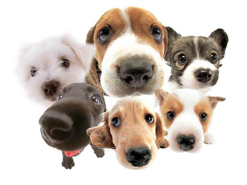 Daily Dog Training Tips and informations to help you Raise you Dog The Right way