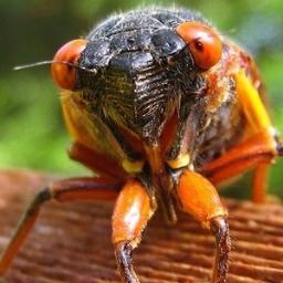 ORIGINAL CICADA ACCOUNT bTCHz #17yearslumber #CicadasInDaTrap #fukwitus