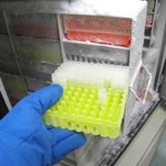 The Queensland Children's Tumour Bank - Providing bio-specimens to research projects around the world, to improve outcomes for children with cancer.