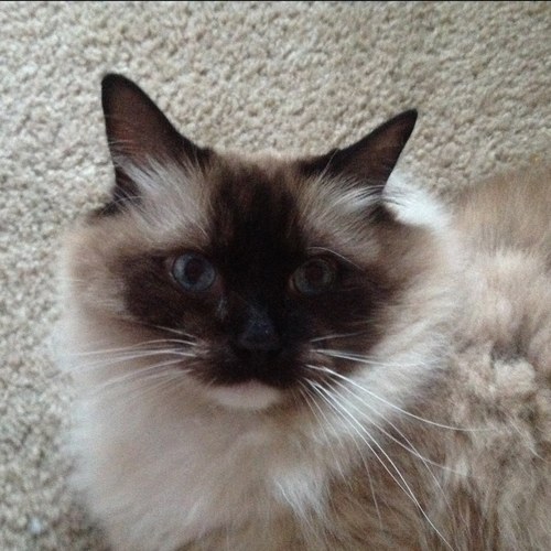 LiLiDeLyHa's profile picture. 