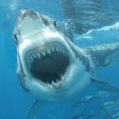 I'm at the top of the food chain with a big mouth.
