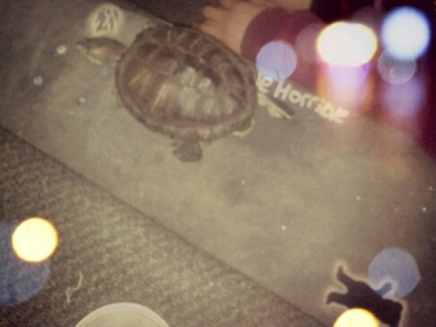 I'm Just Your Average Turtle . (; Follow meee ! I'm a sexy turtle . ;3