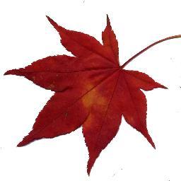 mapletree4554's profile picture. 今の素晴らしい日本を次の世代につなげる為に自分に何が出来るか勉強中です🇯🇵嫌反日です。