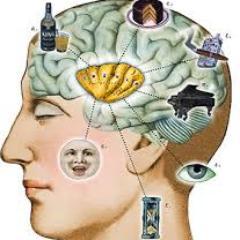 An intelligence quotient, or IQ, is a score derived from one of several standardized tests designed to assess intelligence.
