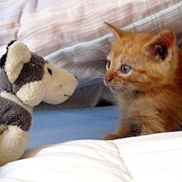 ネットの業界の属しているおさーんです。 主に、2ちゃんとかでネタになっているものを記事にしてます。たまに真面目なネット系のことも書いてみたりするかも…。 フォロしてくれたら、外国アカウント以外は確実にリフォローします。あと、DMは見てませんので。 http://t.co/zLDJKsAnGo