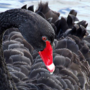 Ross Douglas Green - @RossDGreen - Twitter