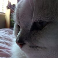 Lisa Hunter (@lisa_sylwyn) 's Twitter Profile