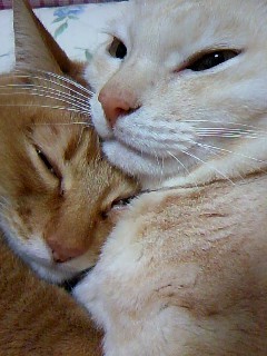 4匹居た保護猫達を順番に見送り、今は孫ちゃま達の成長ぶりや、我が家の庭にやって来る野良猫さん達の様子を、台地の片隅でひっそり呟いてますﾟ･*:.｡.＊❤︎
