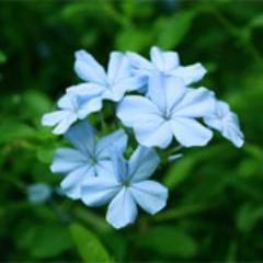 dr_ayurved's profile picture. http://t.co/K8wrDJeEd6 is a herbal health care clinic in India provides quality health care services and treatment with a specialist team of doctors.