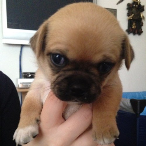 JaredlovesKatie's profile picture. instagram: @Instagrambabies , I Love my dogs (Pug,nova scotia mix,5pups) my family ,my car,my religion and land. !