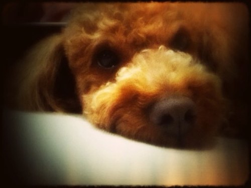 Hibari116's profile picture. 毎日がHappyでありますように💚