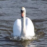 Gaynor Clarke (@geeclarke3) 's Twitter Profile