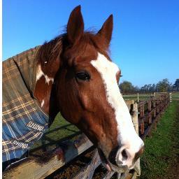 Ex BA -Enjoys sport and any equine pursuit. Chief groom, 2nd rider and mother of 3.