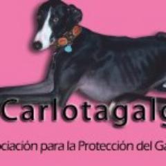 112 Carlota Galgos is a non-profit association for the education, rescue, rehabilitation and rehoming of Galgos. Email and Paypal - comdelrio@hotmail.com