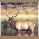 It's All About Elk Hunting