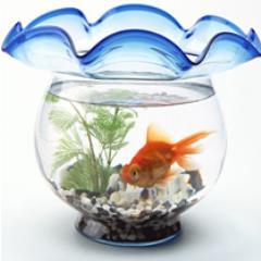 mayupoporo's profile picture. お気に入りグッズや、日常日記