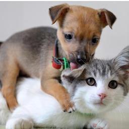 Animal Rescue Resource for the DFW area! Tips&Tricks for pet owners, local event info, available animals and more!