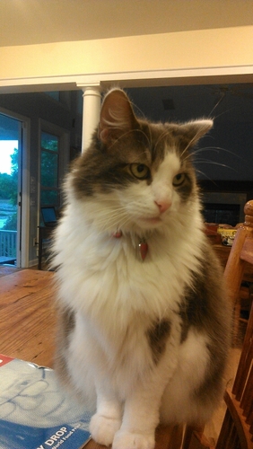 PJamesonDVM's profile picture. 