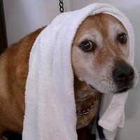 Mindy Cowan (@adoptcorky) 's Twitter Profile