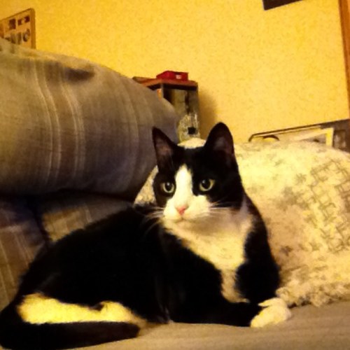 Lisa_aries328's profile picture. 