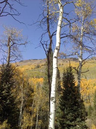 Rural citizen, hard charging colorado hilljack. Bluebird tree tops and electric hip hop.