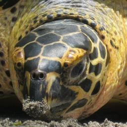 This volunteer program is initiated with the aim to extend the unique opportunity being part in the protection of hawksbill turtles on the eastern Pacific coast