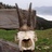 rennradklaus's profile image