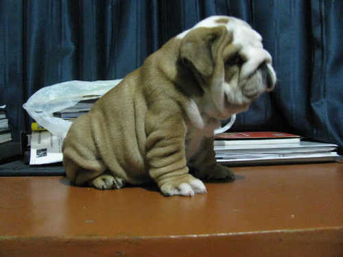 Cría de cachorros de alta Gama, bulldog frances, bulldog inglés, pug, Boston terrier, bullterrier inglés, shit zu, schnauzer miniatura y mucho más.